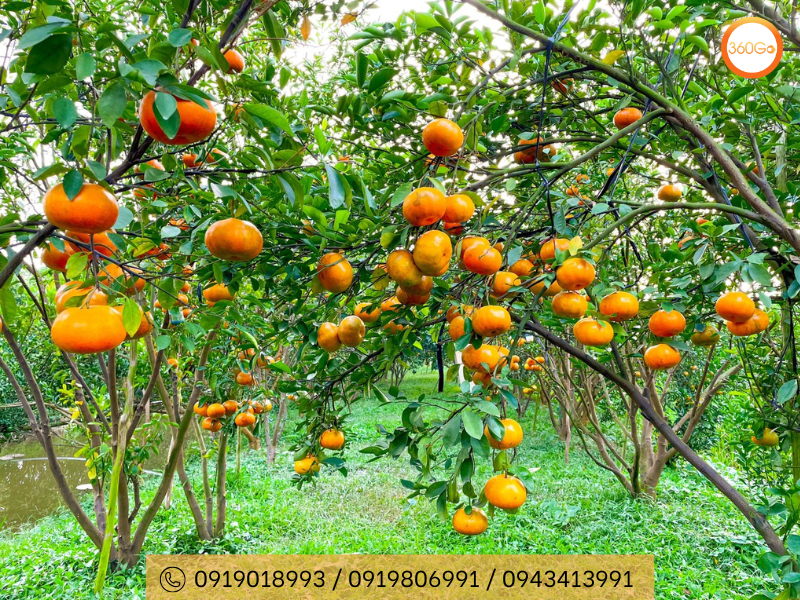 Quýt Lai Vung có hương vị và màu sắc đặc trưng - Du lịch 360Go 